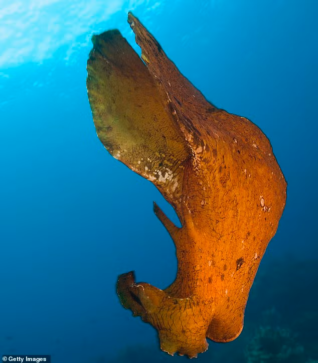 dao bien tuong gap bau vat gia tri khong ngo la sinh vat cuc doc hinh anh 2