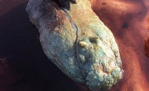 Sinh vật lạ người phụ nữ tìm thấy trên bãi biển.