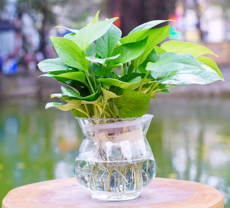 Đặt cây này trong phòng khách dù bạn nghèo cỡ nào cũng giàu lên nhanh chóng ảnh 2