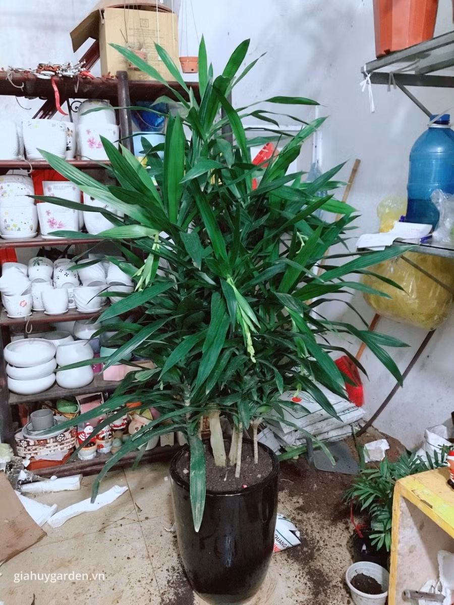 Đặt cây này trong phòng khách dù bạn nghèo cỡ nào cũng giàu lên nhanh chóng ảnh 4