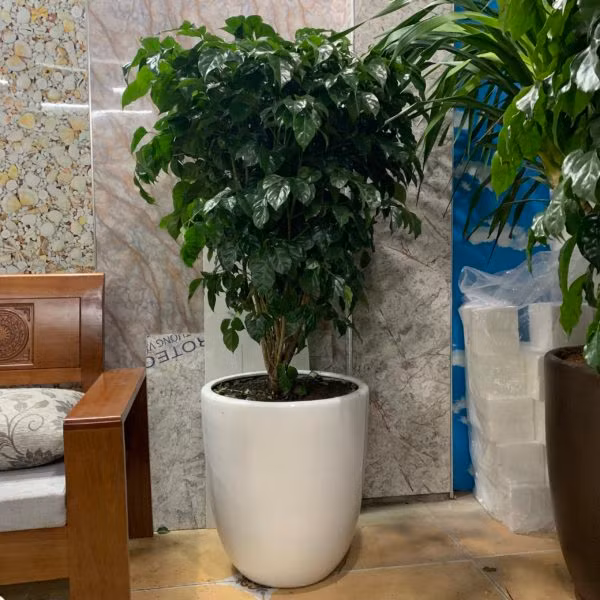 Đặt cây này trong phòng khách dù bạn nghèo cỡ nào cũng giàu lên nhanh chóng ảnh 3