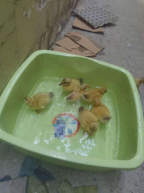 Nhìn ổ trứng biết ngay nóng đến mức nào ảnh 3 Giờ lại phải chăm sóc cho 6 thú cưng này nữa.