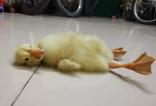 Nhìn ổ trứng biết ngay nóng đến mức nào ảnh 5 Một con vịt nằm nghỉ trưa trên nền nhà.