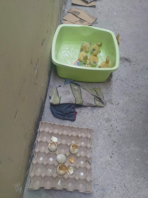 Nhìn ổ trứng biết ngay nóng đến mức nào ảnh 2 Đàn vịt mới nở bên cạnh hộp trứng mua về.