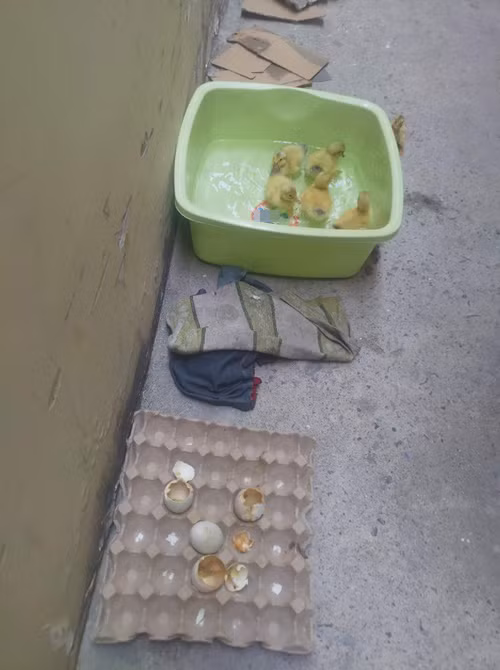 Đàn vịt mới nở bên cạnh hộp trứng mua về.