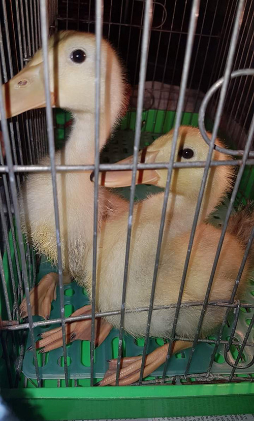 Nhìn ổ trứng biết ngay nóng đến mức nào ảnh 4 Ăn ngoan chóng lớn nhé.