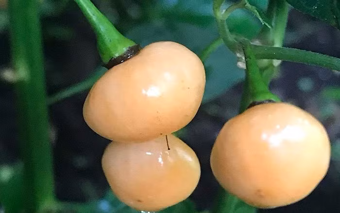 Ớt Aji Charapita có giá hơn nửa tỷ đồng/1kg