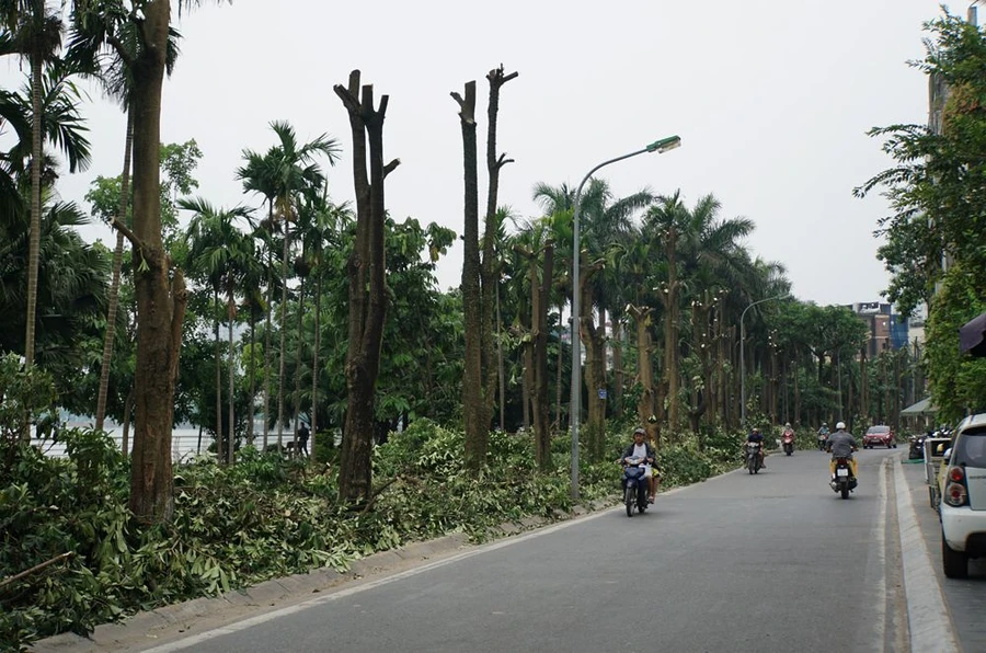 96 cây hoa sữa được đánh chuyển từ phố Trích Sài lên trồng ở khu vực bãi rác Nam Sơn. Ảnh: dantri.com.vn