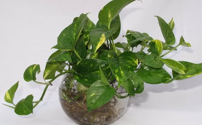 Trầu bà mọc theo dạng leo, không ưa sáng, chính vì thế rất thích hợp trồng trong phòng tắm. 