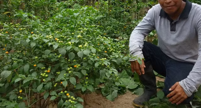 Tò mò loại ớt mọc hoang chỉ bé bằng hạt đậu nhưng lại có giá hơn nửa tỷ đồng/1kg - Ảnh 6.