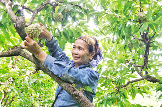 Bà Du, cũng sống ở thôn Than Muội, cho haynhà bà có 300 gốc na, cũng chủ yếu là na dai. Bà Du, cũng sống ở thôn Than Muội, cho haynhà bà có 300 gốc na, cũng chủ yếu là na dai.