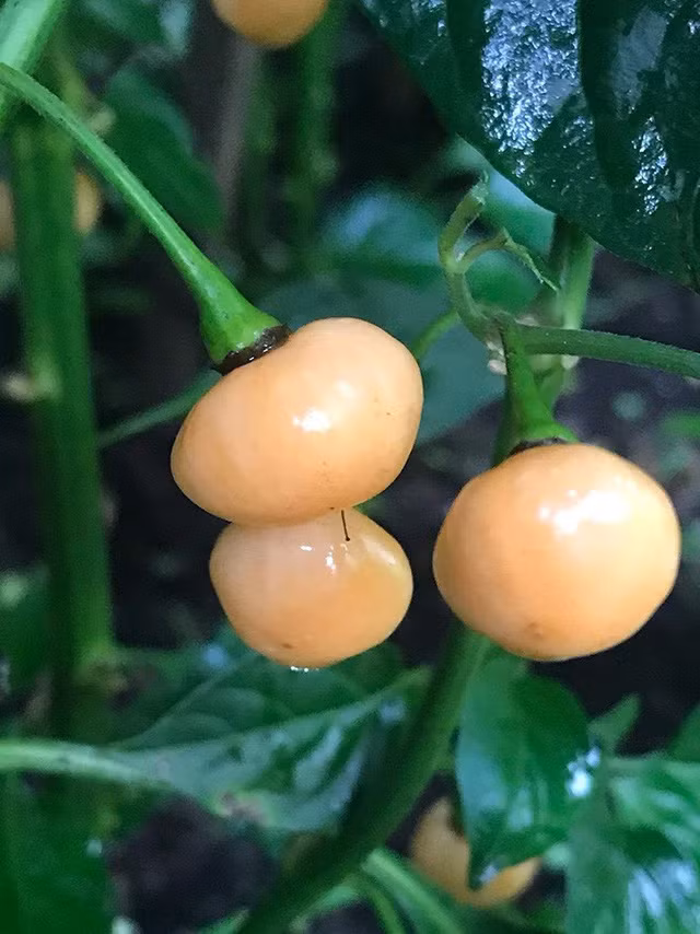 Tò mò loại ớt mọc hoang chỉ bé bằng hạt đậu nhưng lại có giá hơn nửa tỷ đồng/1kg - Ảnh 1.