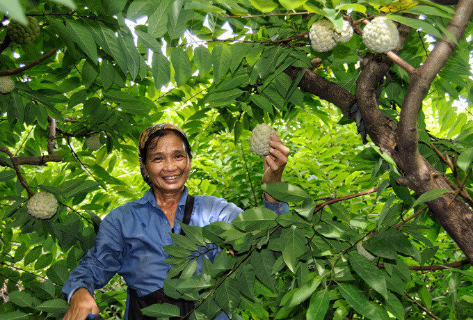 Tuy sản lượng thu hoạch năm nay bằng năm ngoái nhưng bà Du nói thêm quả na năm nay không to bằng. Tuy sản lượng thu hoạch năm nay bằng năm ngoái nhưng bà Du nói thêm quả na năm nay không to bằng năm ngoái.