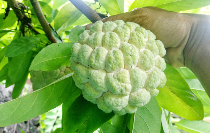 Quả na mắt mở to, có phấn trắng thì sẽ được thu hoạch.Thông thường, các thương lái sẽ đến tận nhà dân để thu mua, hoặc đến các điểm thu mua na tại chợ Đồng Bành. Sau đó họ đóng thùng xốp đưa đi các tỉnh và chủ yếuxuất sang Trung Quốc. Quả na mắt mở to, có phấn trắng thì sẽ được thu hoạch.Thông thường, các thương lái sẽ đến tận nhà dân để thu mua, hoặc có các điểm thu mua na tại chợ Đồng Bành, đa số na được xuất sang Trung Quốc. Giá bán đổ xô cả to lẫn bé thường giao động từ 25.000 - 50.000 đồng, trong khi giá lẻ từ 30.000 - 100.000 tùy loại to bé.