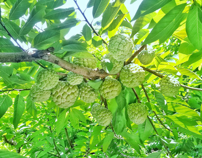 Tại thôn Than Muội, xã Quang Lang, người trồng na cũng đang bắt đầu thu hoạch những quả đầu tiên. Các nhà vườn cho biết na ở Chi Lăng hiện chủ yếu là na dai, na bở chỉ chiếm số lượng ít. Tại thôn Than Muội, xã Quang Lang, người trồng na cũng đang bắt đầu thu hoạch những quả đầu tiên. Các nhà vườn cho biết na ở Chi Lăng hiện chủ yếu là na dai, na bở chỉ chiếm số lượng ít.