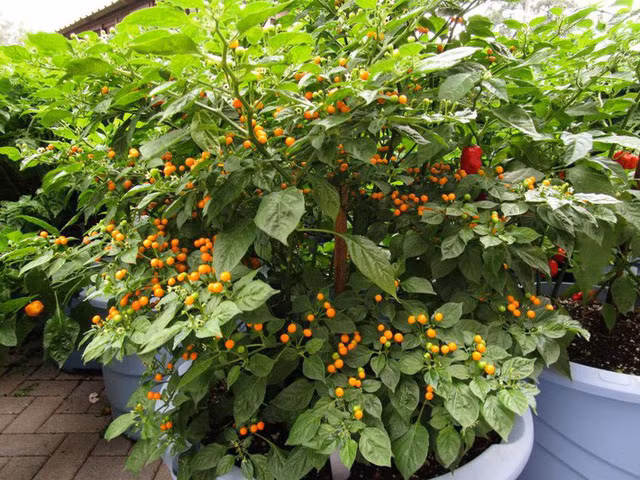 Tò mò loại ớt mọc hoang chỉ bé bằng hạt đậu nhưng lại có giá hơn nửa tỷ đồng/1kg - Ảnh 7.