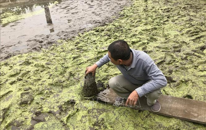 Khai quật khảo cổ 13 cọc gỗ phát hiện tại Thủy Nguyên, Hải Phòng ảnh 1 Chú thích ảnh