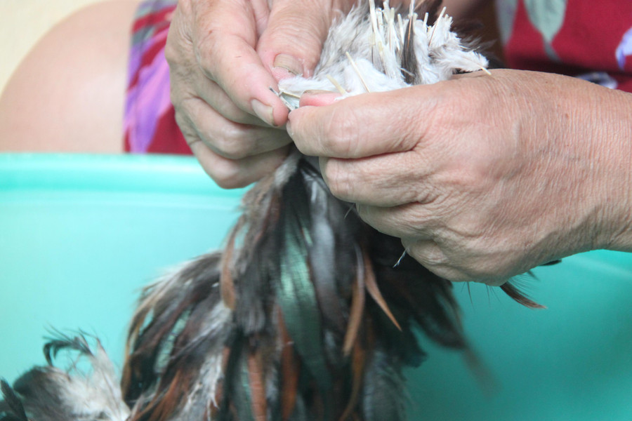 Chổi lông gà cũng là tác phẩm để trưng bày. Chổi lông gà cũng là tác phẩm để trưng bày.