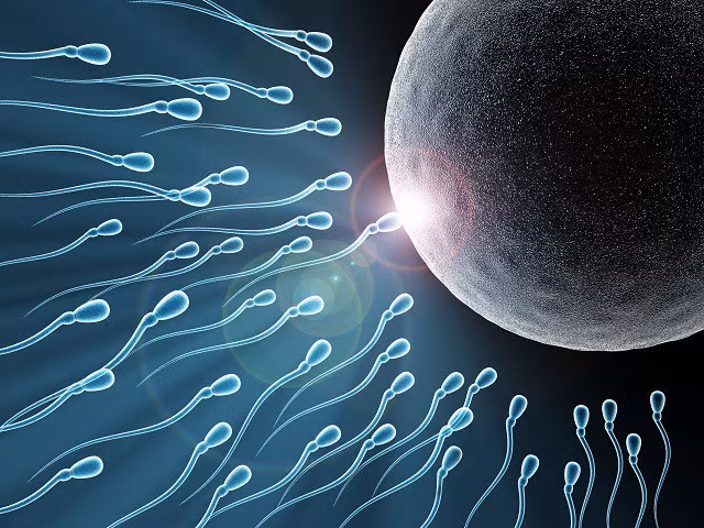 Loại củ giá vài ngàn 1kg nhưng bổ hơn sâm, chống 8 bệnh ung thư, tăng số lượng tinh trùng và cải thiện tim mạch - Ảnh 1.