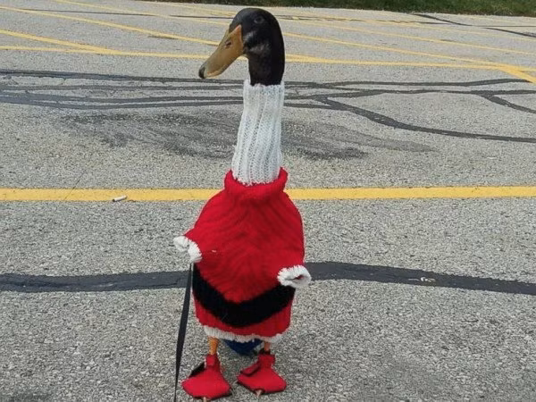Vì sao chú vịt đóng bỉm đi giày đỏ này đốn tim hàng triệu cư dân mạng? 