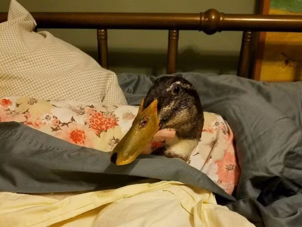 Chú vịt luôn theo cô chủ đi khắp mọi nơi, trên mọi chuyến xe. (Ảnh: Twitter)