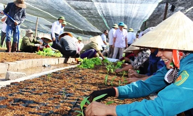 Công ty cổ phần Chăn nuôi bò Bình Hà đã tự ý chuyển đổi cây trồng từ cỏ sang trồng chuối 