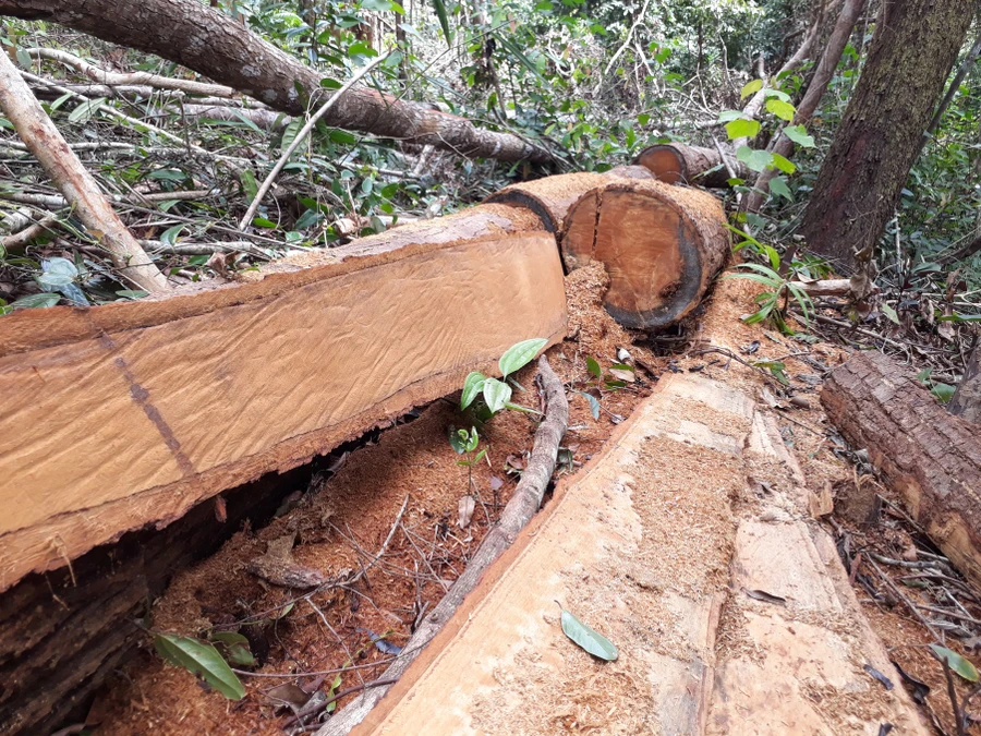  Gỗ bị khai thác trong rừng Đăk Ruồng