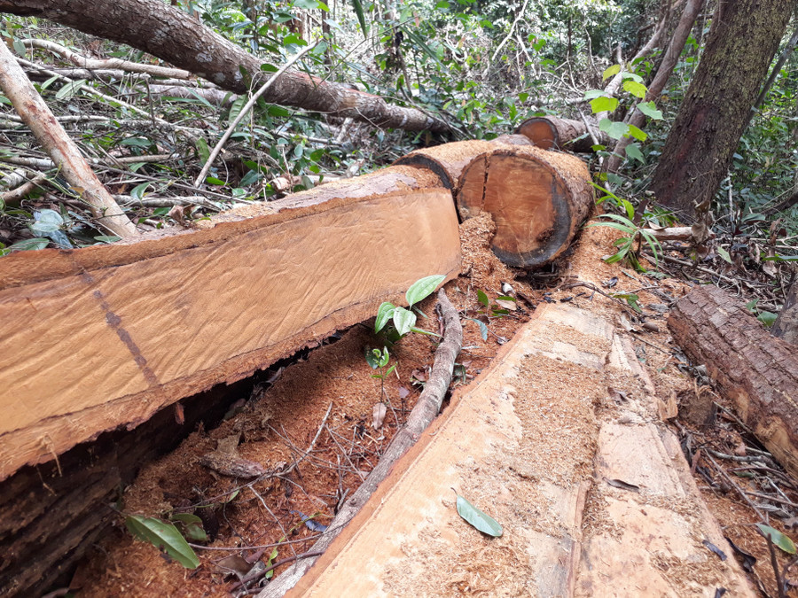  Gỗ bị khai thác trong rừng Đăk Ruồng