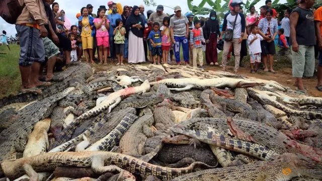 Đám đông giận dữ giết gần 300 con cá sấu để trả thù cho hàng xóm