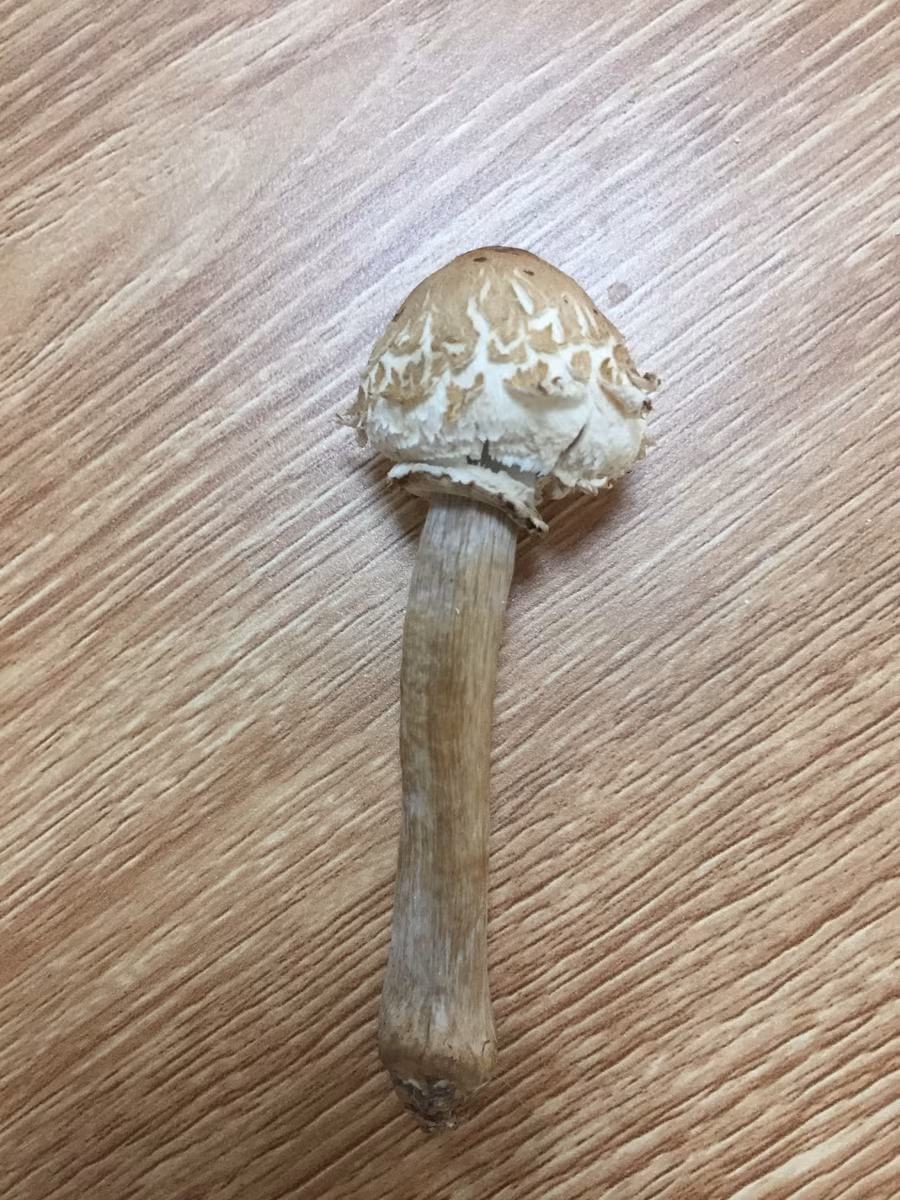 Sức khỏe - Ăn nấm mọc ở đống rơm, bệnh nhân bị ngộ độc, nôn thốc nôn tháo