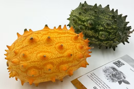 Xôn xao loại dưa chuột kì dị 400.000 đồng/quả ăn giải nhiệt mùa hè ảnh 1