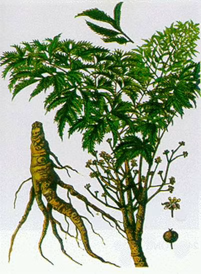 cây và củ đinh lăng