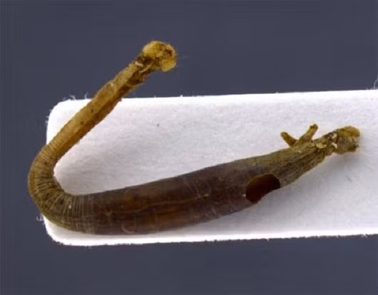 Hình ảnh một sâu bướm đang bị ấu trùng ký sinh của ong bắp cày tấn công