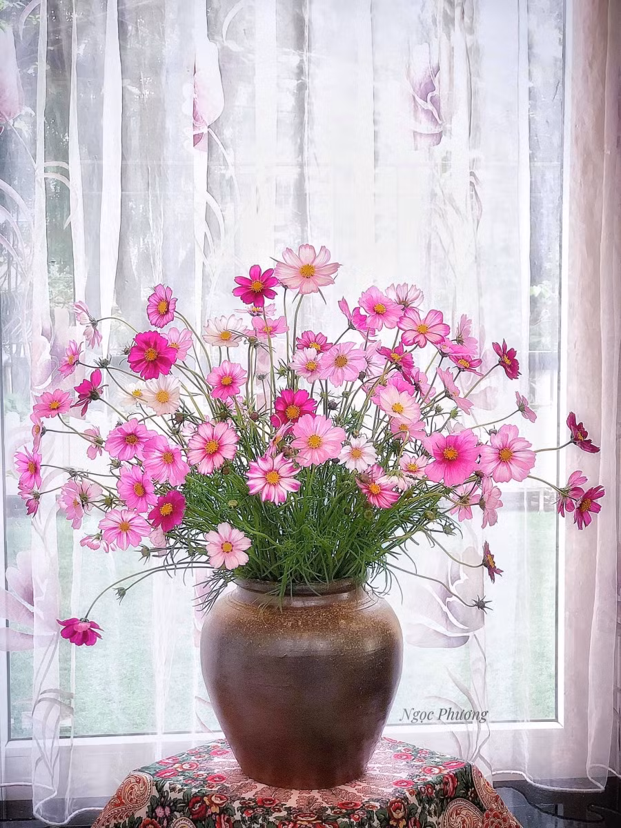 Những bông hoa như vẽ, cắm chum sành cũng rất hợp nhưng hơi khó, vì giống song hỷ thân ngắn hơn loại thường, không cắm được bình cao to.