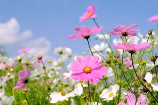 Học cách cắm hoa cánh bướm của cô giáo Hà thành