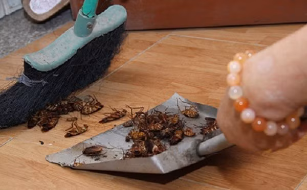 Bí mật của căn bếp sạch bong không có một con gián nhờ công thức đơn giản này - Ảnh 6.