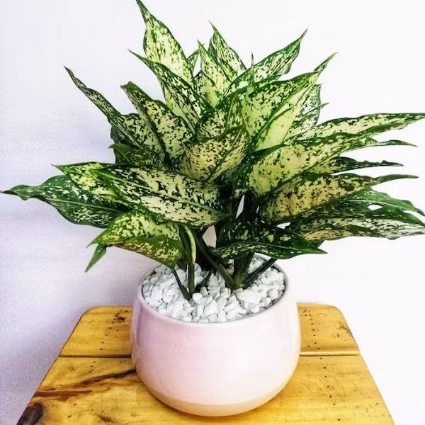 5 cây cảnh thích hợp để bàn thờ Thần tài giúp gia chủ không ngừng phát lộc ảnh 1