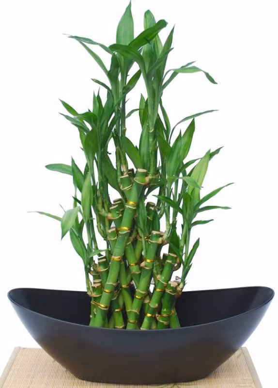 5 cây cảnh thích hợp để bàn thờ Thần tài giúp gia chủ không ngừng phát lộc ảnh 2