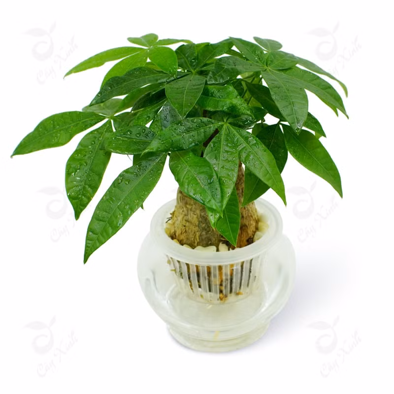 5 cây cảnh thích hợp để bàn thờ Thần tài giúp gia chủ không ngừng phát lộc ảnh 3