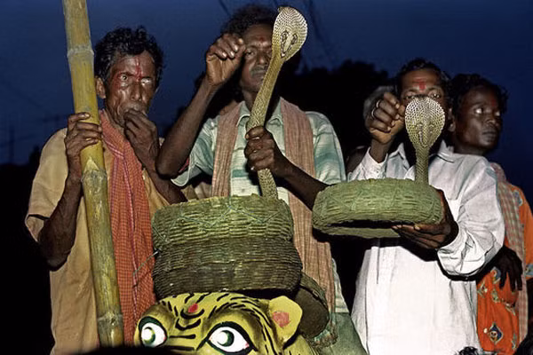 Ấn Độ Chưa huấn luyện được rắn chưa lấy vợ