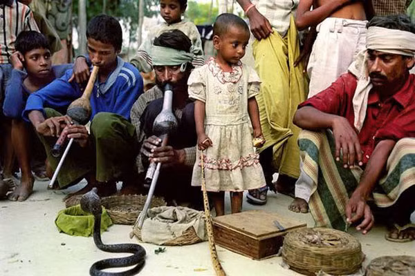 Ấn Độ Chưa huấn luyện được rắn chưa lấy vợ