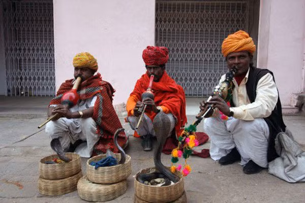 Ấn Độ Chưa huấn luyện được rắn chưa lấy vợ