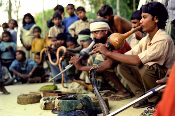 Ấn Độ Chưa huấn luyện được rắn chưa lấy vợ