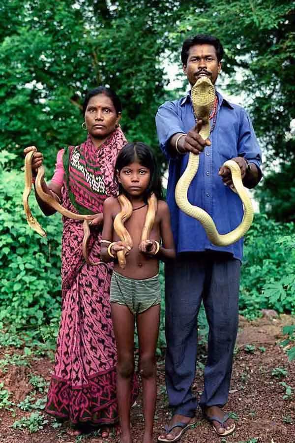 Ấn Độ Chưa huấn luyện được rắn chưa lấy vợ