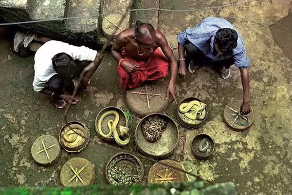 Ấn Độ Chưa huấn luyện được rắn chưa lấy vợ