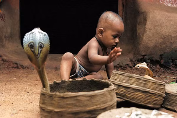 Ấn Độ Chưa huấn luyện được rắn chưa lấy vợ