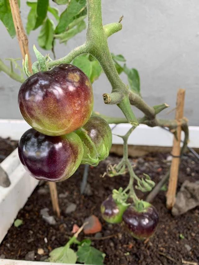 Ngày ngày chăm bón cây trái là một niềm vui của nàng Hậu. Ngày ngày chăm bón cây trái là một niềm vui của nàng Hậu.