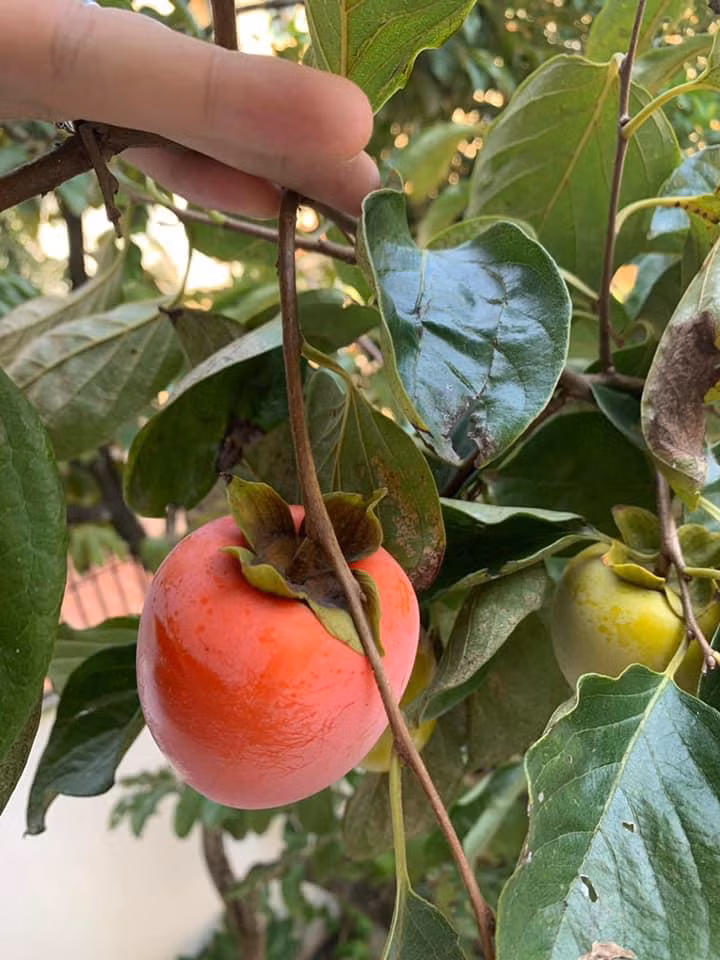 Niềm vui thu hoạch của người đẹp.