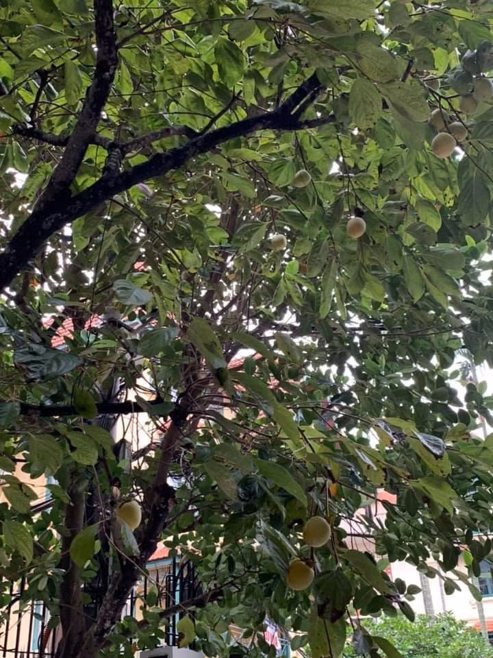 Bóng mát tỏa khắp khu nhà của người đẹp