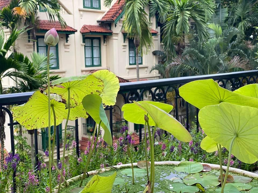 Nàng hậu chăm chút vườn hoa trên sân thượng. Nàng hậu chăm chút vườn hoa trên sân thượng.